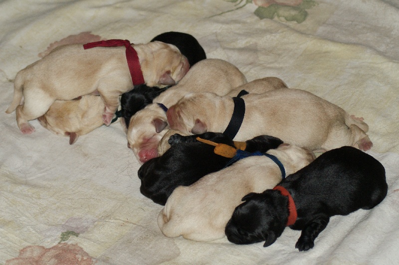 des Ganches de la Loire - Labrador Retriever - Portée née le 21/03/2014