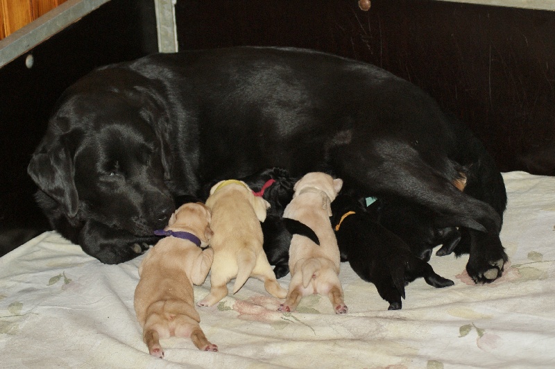 des Ganches de la Loire - Labrador Retriever - Portée née le 31/05/2015