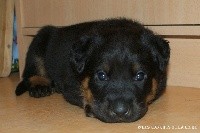 CHIOT