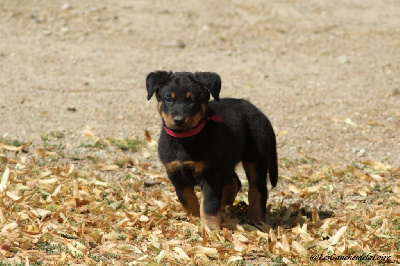 CHIOT