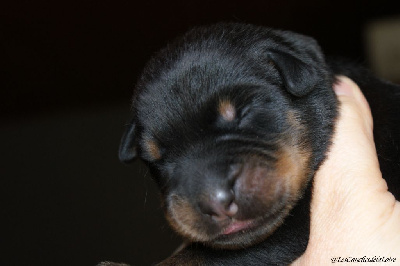CHIOT