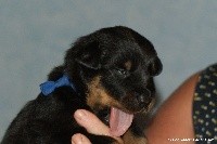 CHIOT
