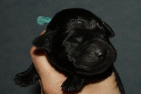 CHIOT