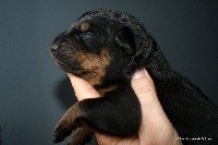 CHIOT