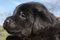 CHIOT