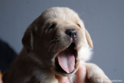 CHIOT