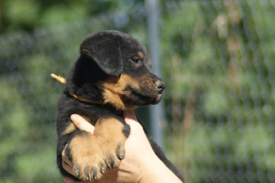 CHIOT