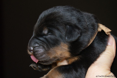 CHIOT