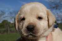 CHIOT