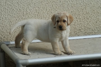 CHIOT