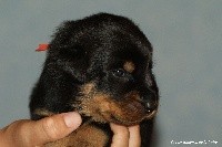 CHIOT
