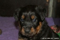 CHIOT