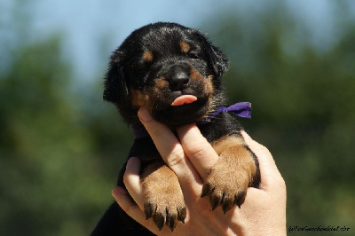 CHIOT