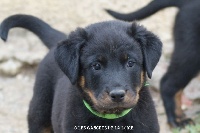 CHIOT
