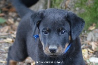 CHIOT