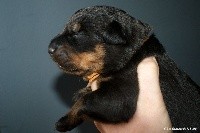 CHIOT