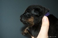 CHIOT