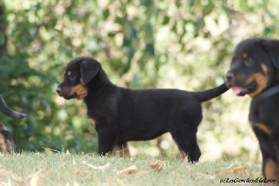 CHIOT