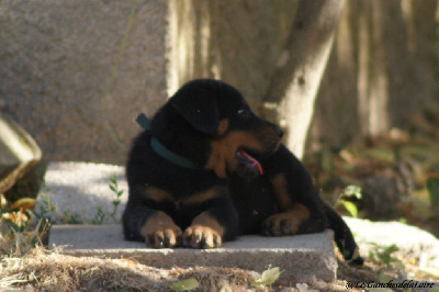 CHIOT