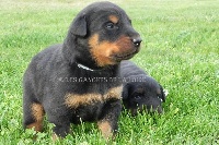 CHIOT