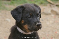 CHIOT