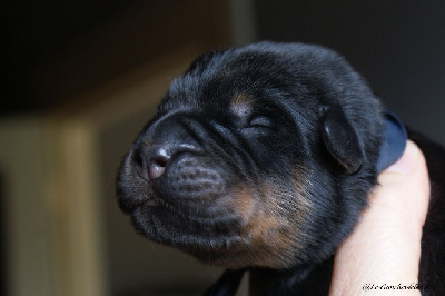CHIOT