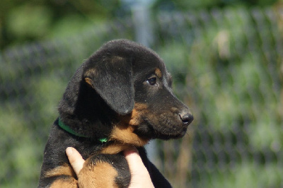 CHIOT