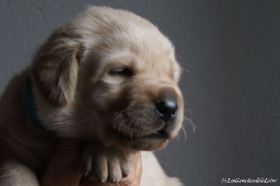 CHIOT