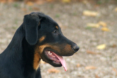 CHIOT