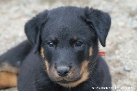 CHIOT