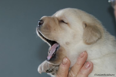 CHIOT