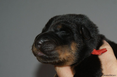 CHIOT