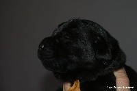 CHIOT