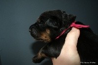 CHIOT