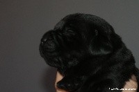 CHIOT