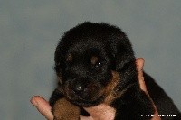CHIOT