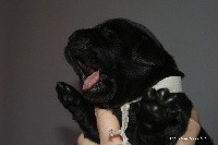 CHIOT