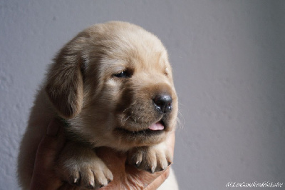CHIOT