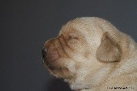 CHIOT
