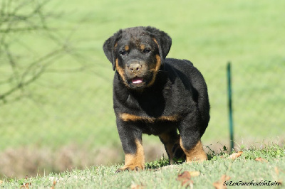 CHIOT