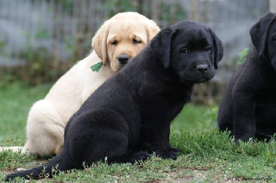 CHIOT