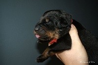 CHIOT