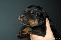 CHIOT