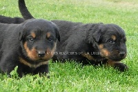 CHIOT