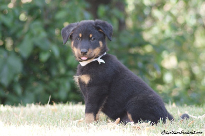 CHIOT