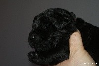 CHIOT