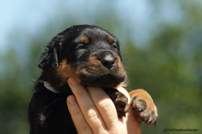 CHIOT