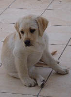 Fidjie des Ganches de la Loire