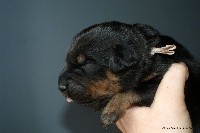CHIOT