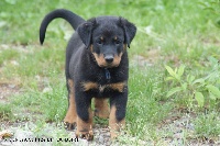 CHIOT